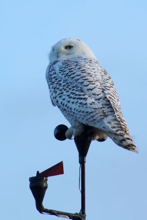 Snowy Owl